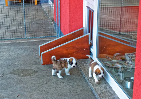 São Bernardo cachorros brincando em canil de reprodução em Martigny — Fotografia de Stock