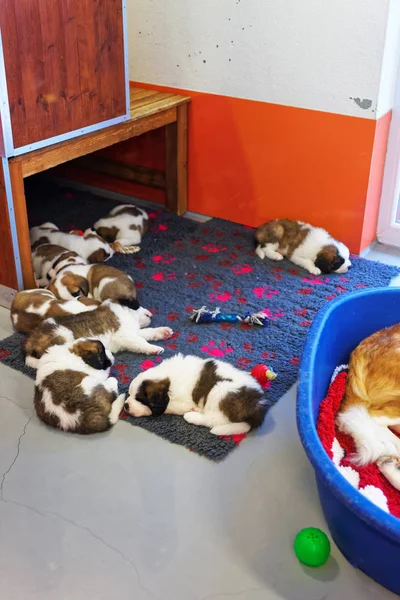 São Bernardo cachorros dormindo em canil de reprodução Martigny — Fotografia de Stock