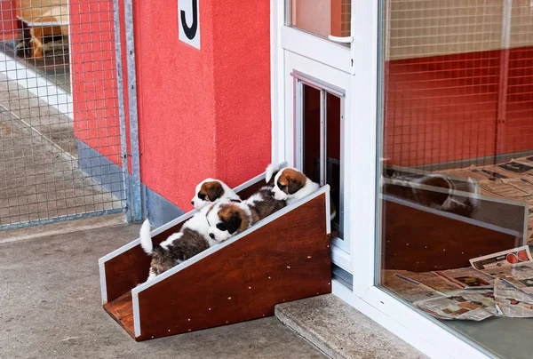 São Bernardo pequenos cachorros brincando no canil de reprodução Martigny — Fotografia de Stock