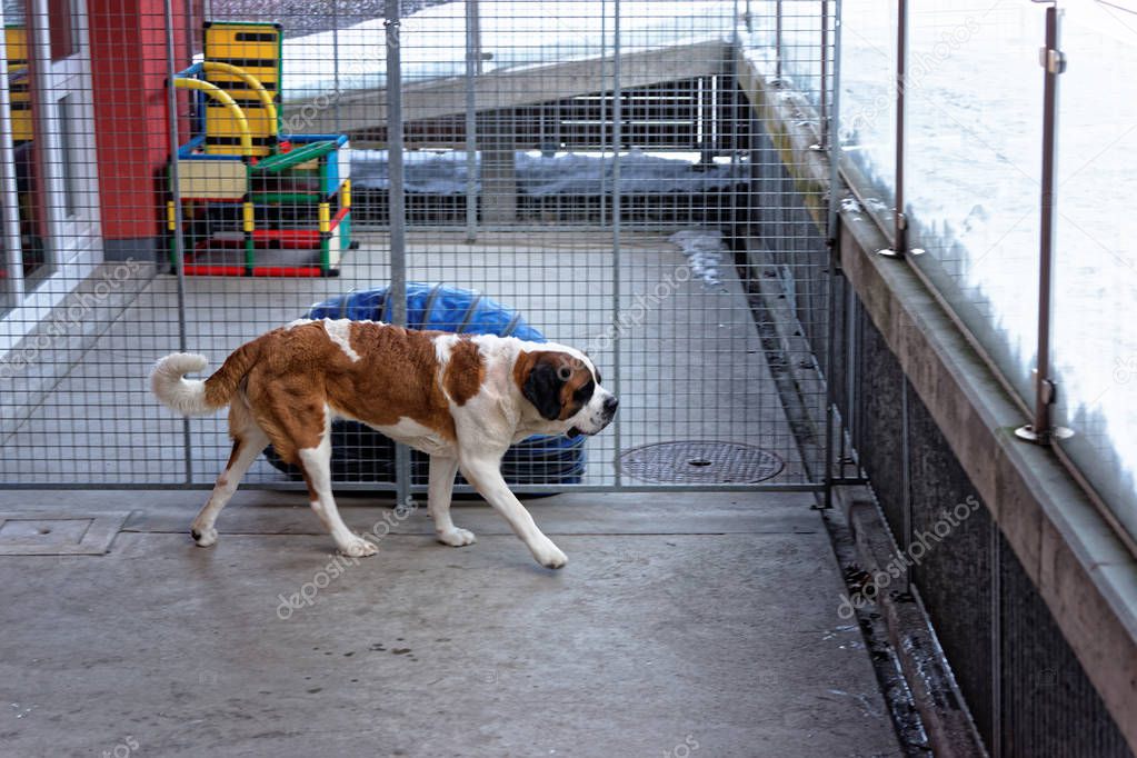 Saint Bernard dog at breeding kennel in Martigny
