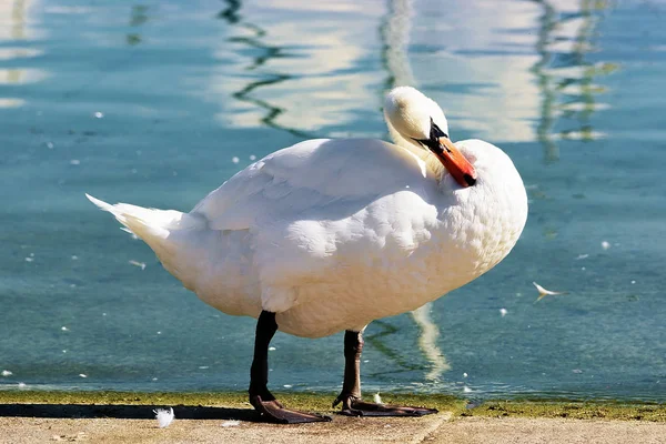 White swan at Lake Geneva promenade in Lausanne — Stock Photo, Image