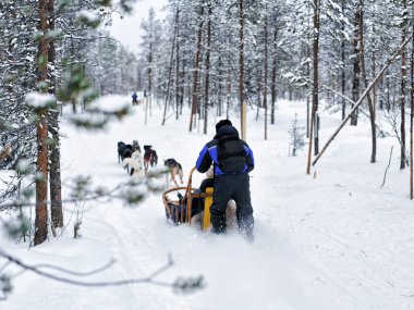 Family riding husky dogs sled in Finnish Lapland clipart