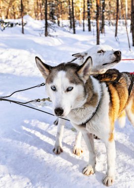 Lapland Finland kızakta Husky köpek