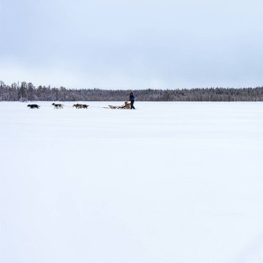 Lapland Finland içinde donmuş kış gölde Husky köpekleri kızak