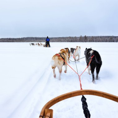 Husky köpekleri kızakları Lapland Finland içinde donmuş kış Gölü