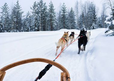 Lapland Finland'deki / daki, Husky kızak