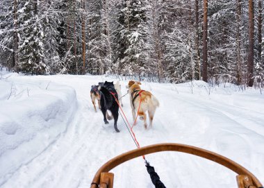Lapland Finland içinde Husky kızak