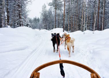 Lapland Finland'deki / daki Husky kızak