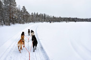 Husky kızak Lapland Finland