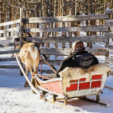 Ren geyiği kış Rovaniemi binmek kızak önce adam