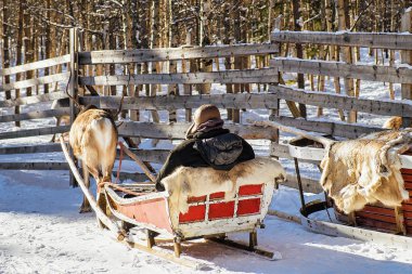 Ren geyiği kış Rovaniemi binmek sledge önce adam