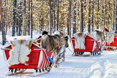 People in Reindeer sledge caravan in winter Rovaniemi forest clipart