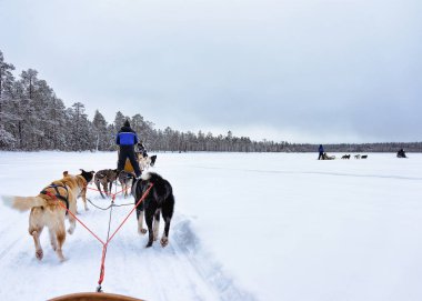 Lapland Finland içinde husky kızak üzerinde kişi