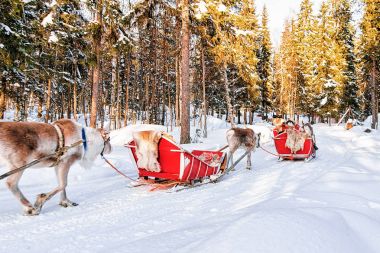 People on Reindeer caravan safari in winter forest in Rovaniemi clipart