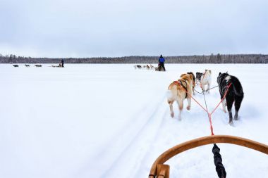 Lapland Finland'deki / daki husky kızak üzerinde kişi