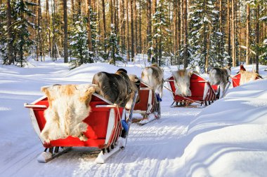 İnsanlar üzerinde Ren geyiği kızak karavan Rovaniemi ormanında kış