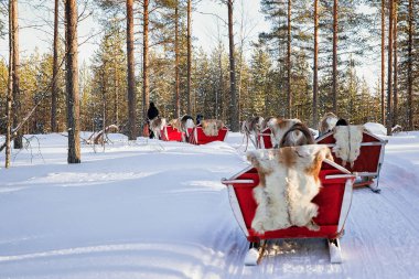 People on Reindeer sled caravan safari in forest Finnish Lapland clipart