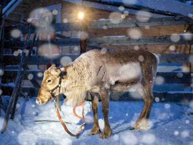Lapland Finland gece kar yağışı çiftliğinde Ren geyiği