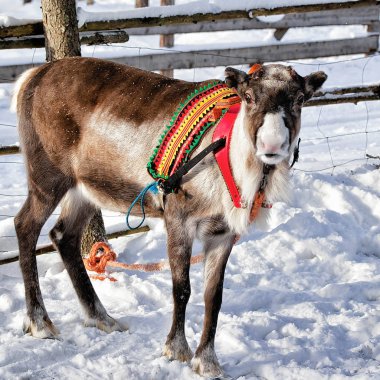 Ren geyiği kış Lapland Finland'deki / daki çiftliğinde