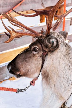 Lapland Finland içinde kış çiftliğinde Ren geyiği