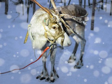 Lapland Finland akşam kar yağışı gruptaki Ren geyiği