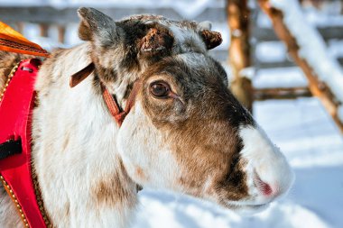 Ren geyiği Çiftliği'nde kış Lapland Finland içinde