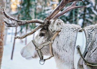 Ren geyiği Fin Lapland ormanında kış