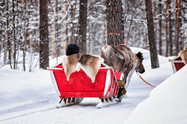 Reindeer sledge at winter Rovaniemi Finnish Lapland clipart