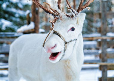 White reindeer at winter farm in Finnish Lapland clipart
