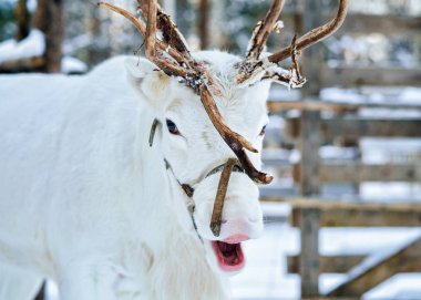 Çiftliği'nde kış Lapland Finland içinde beyaz Ren geyiği