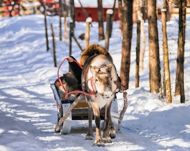 Ren geyiği kış Rovaniemi adlı binmek atlı kızak iken kadın