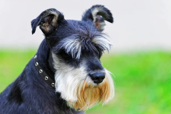 Zwergschnauzer cane su erba verde — Foto Stock