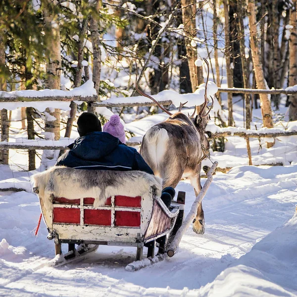 Family while reindeer sledge ride in winter Rovaniemi — Stock Photo, Image