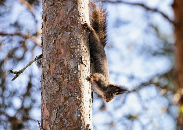 Rovaniemi ağacında üzerinde kabarık sincap — Stok fotoğraf