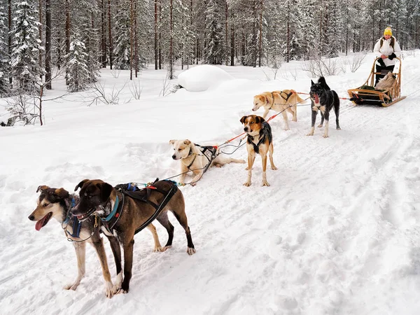 Chica en Husky trineo en Laponia Finlandia —  Fotos de Stock