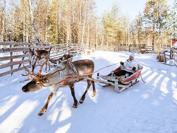 Chica mientras los renos paseo en trineo en invierno Rovaniemi —  Fotos de Stock