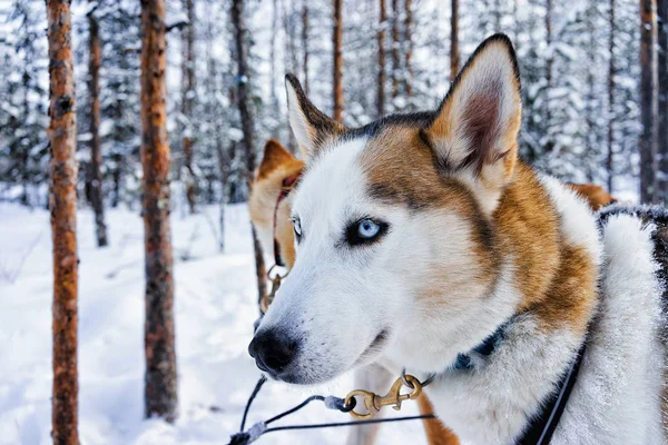 Husky psa v saních ve finském Laponsku — Stock fotografie