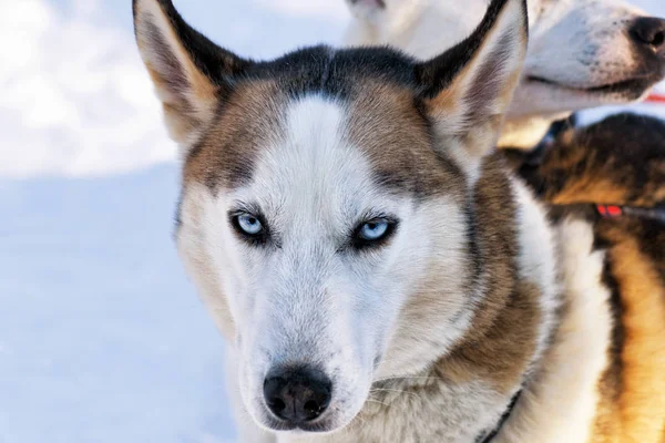 Husky psa v saních v Lapland Finland — Stock fotografie