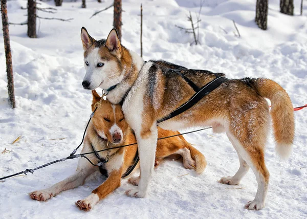 Husky dogs in sledge in Lapland Finland — Stock Photo, Image