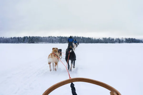 赫斯基狗雪橇在寒冷的冬天湖在芬兰拉普兰 — 图库照片