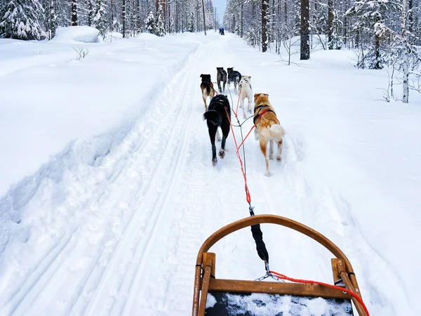 라플란드 핀란드에서 허스키 썰매 — 스톡 사진