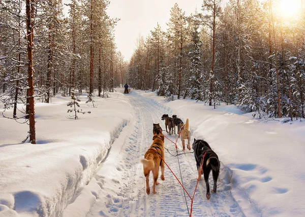 Husky spřežení v Laponsku ve Finsku — Stock fotografie