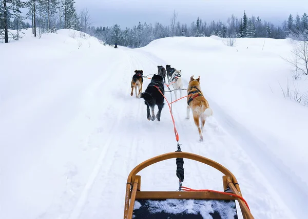 Husky sledge v Lapland Finland — Stock fotografie
