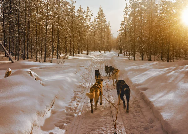 Husky-slee in Lapland Finland — Stockfoto