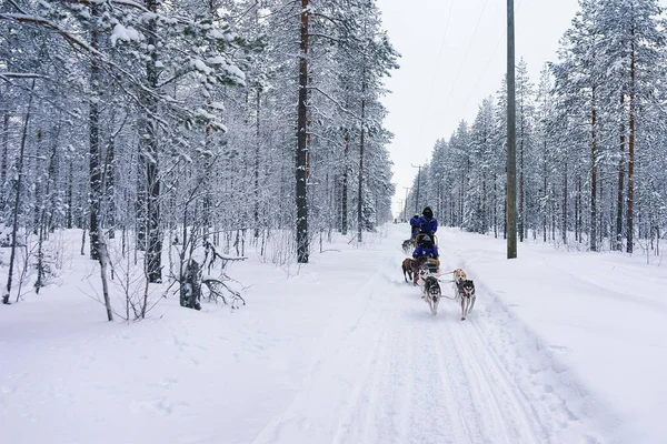 Finlandiya Lapland ormandaki Husky kızak — Stok fotoğraf