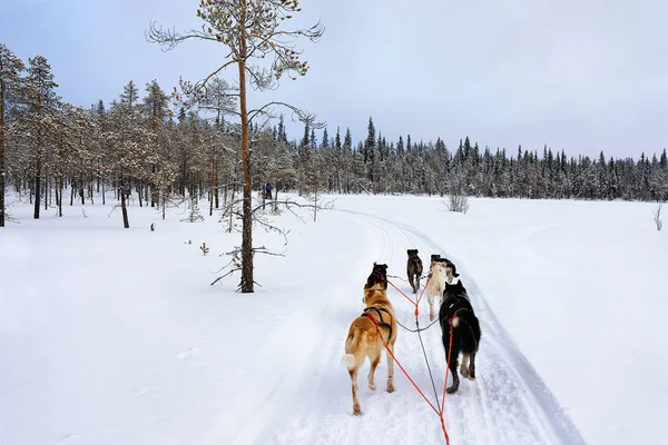 フィンランドのラップランドのハスキー犬そり — ストック写真