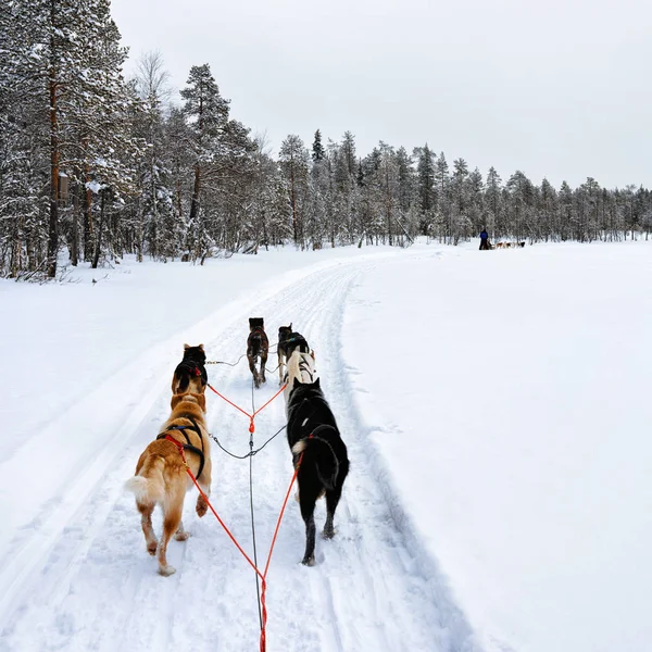 Husky-slee Lapland in Finland — Stockfoto