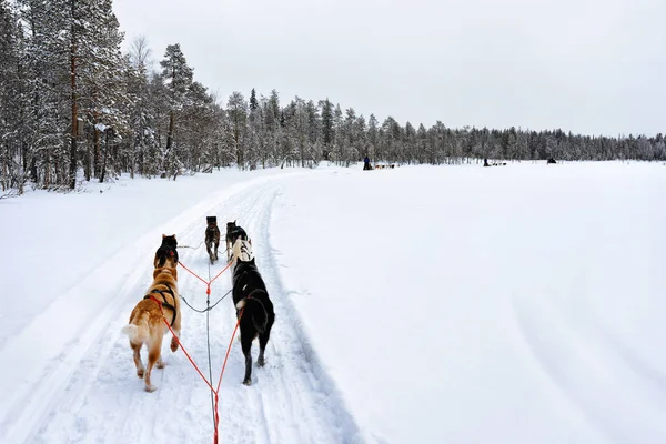 Husky Sledge Laponia de Finlandia —  Fotos de Stock