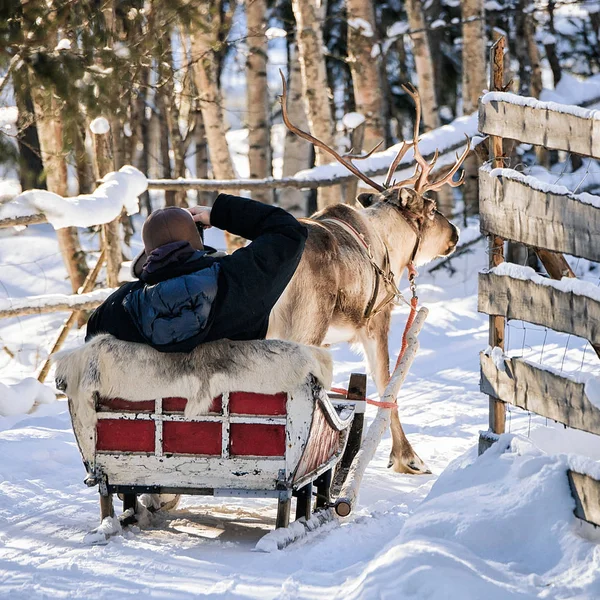 L'uomo alle renne in slittino in inverno Rovaniemi — Foto Stock