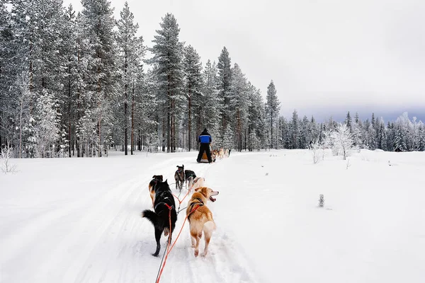Man op husky slee in Lapland in Finland — Stockfoto